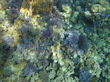 K1146k.jpg
